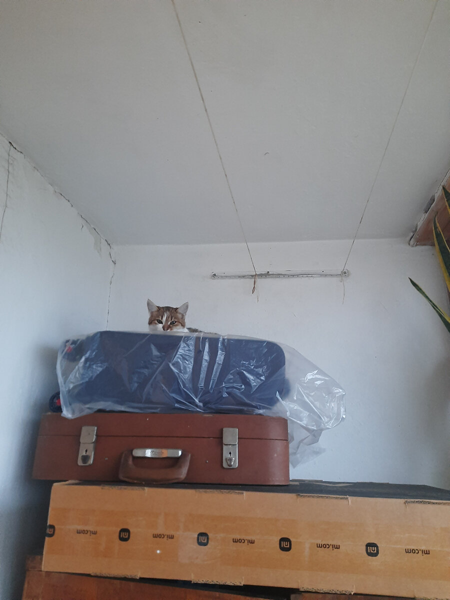 Груня на шкафу на балконе