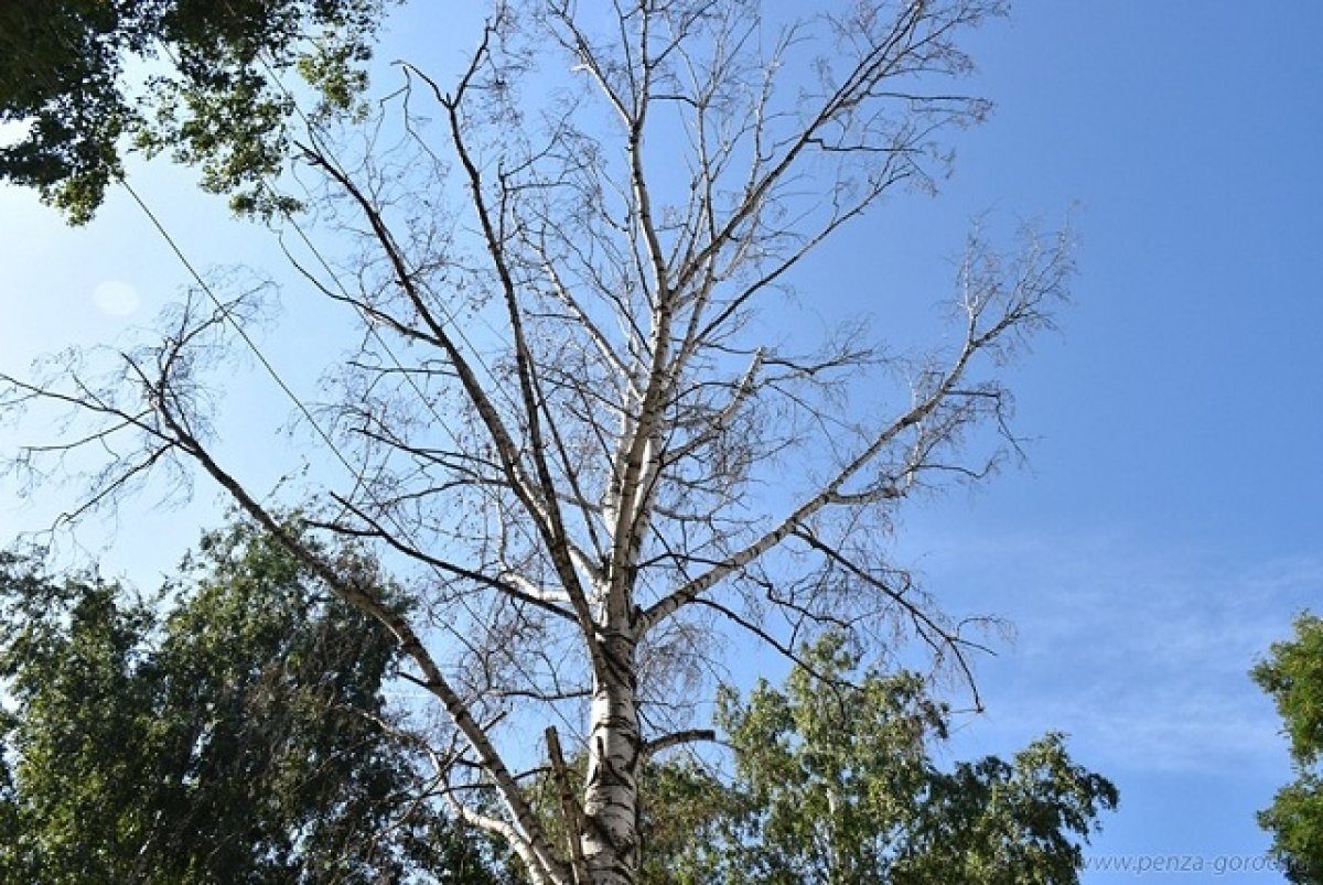    Массовый спил сухих деревьев пройдет в Пскове в 2024 году