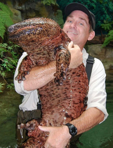 Объятия с японской исполинской саламандрой, эндемиком Японских островов. Фото из Интернета