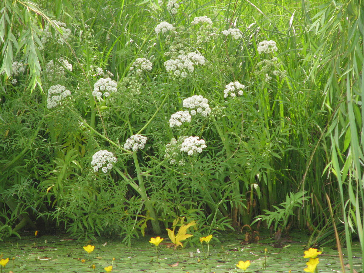 Омежник лежачий (Oenanthe decumbens) или минари.