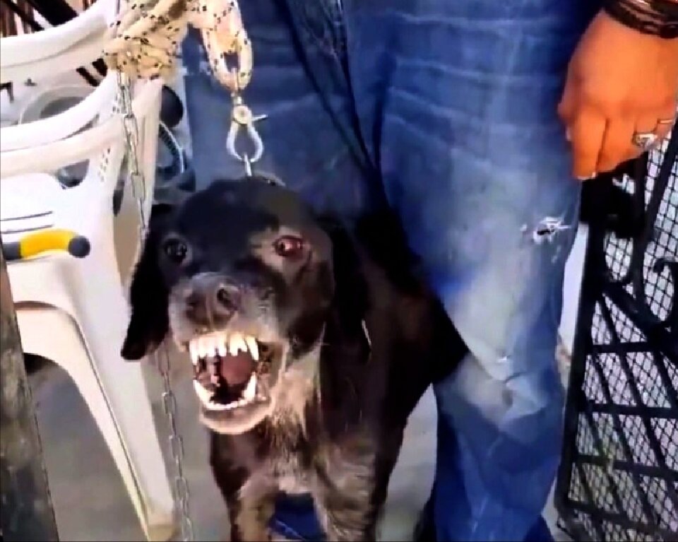  Для этой собаки, агрессия стала способом самозащиты