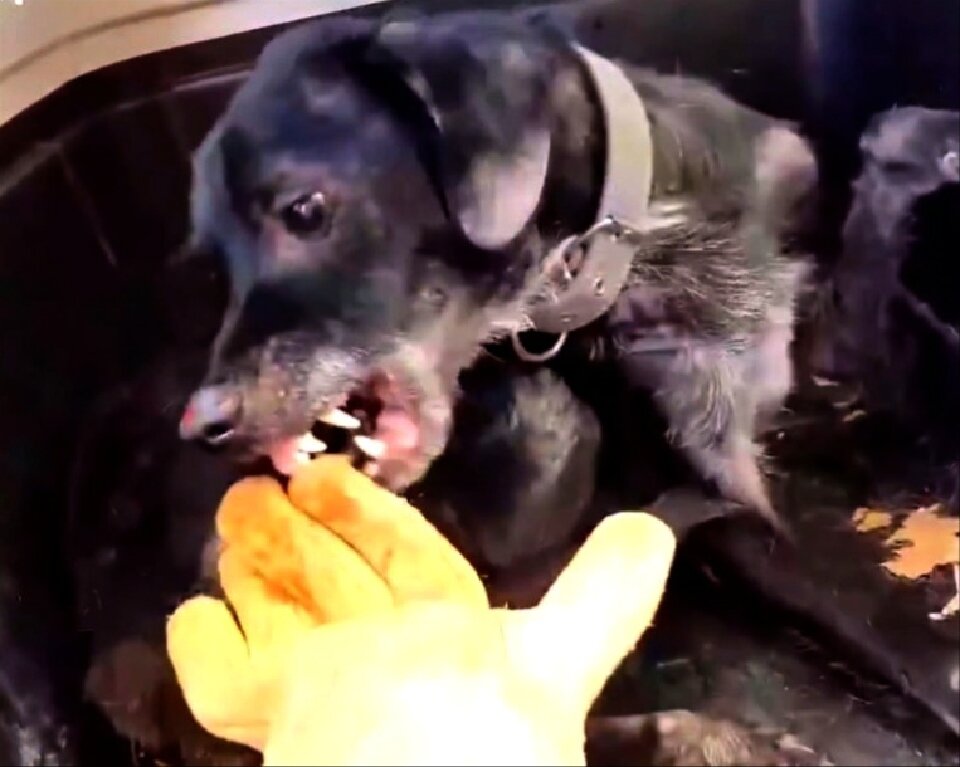 Пёс яростно бросался на протянутую руку