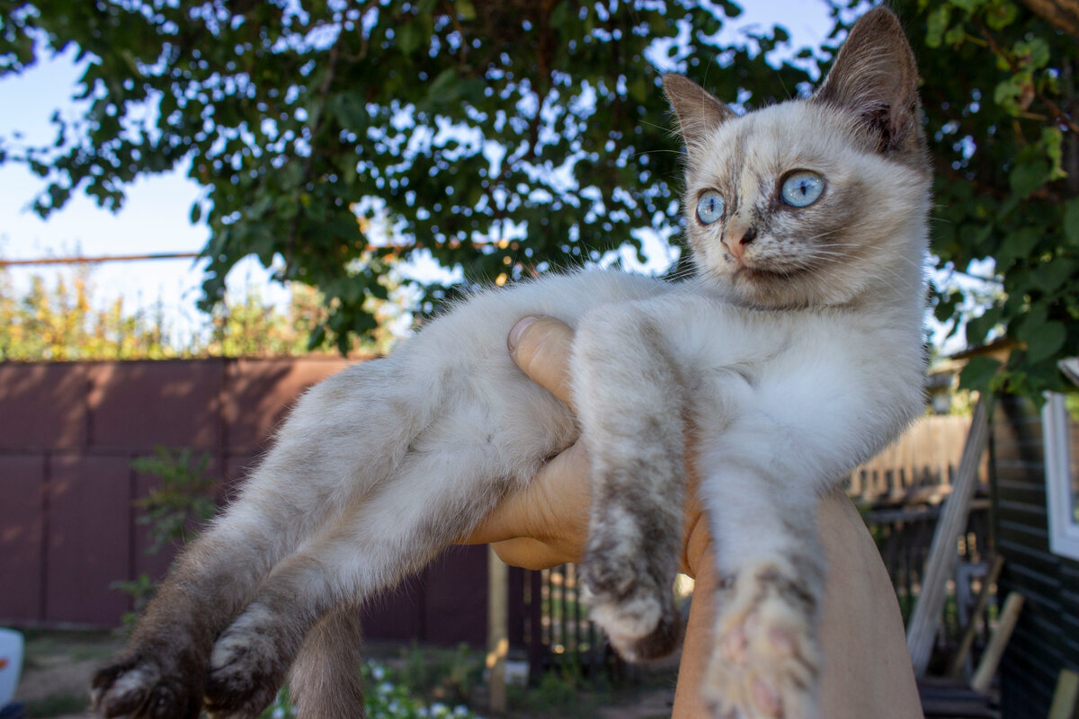 Дачная котенька передаёт привет