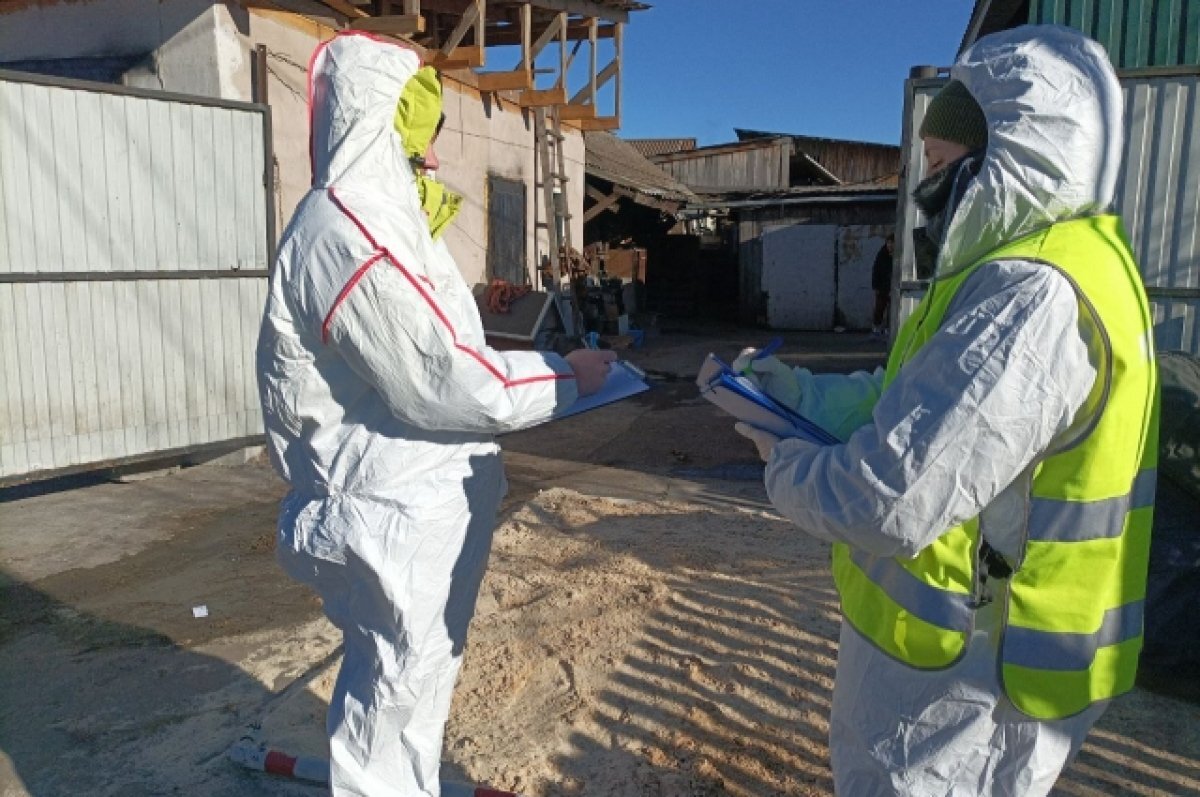    Под Волгоградом снова вспышка африканской чумы свиней