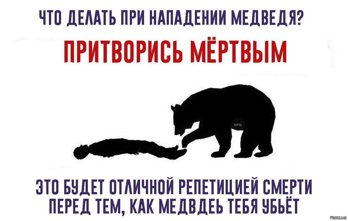 Что делать если напал медведь. Что делать если встретил медведя. Что делать если на вас напал медведь. Что делать если напал медоед.