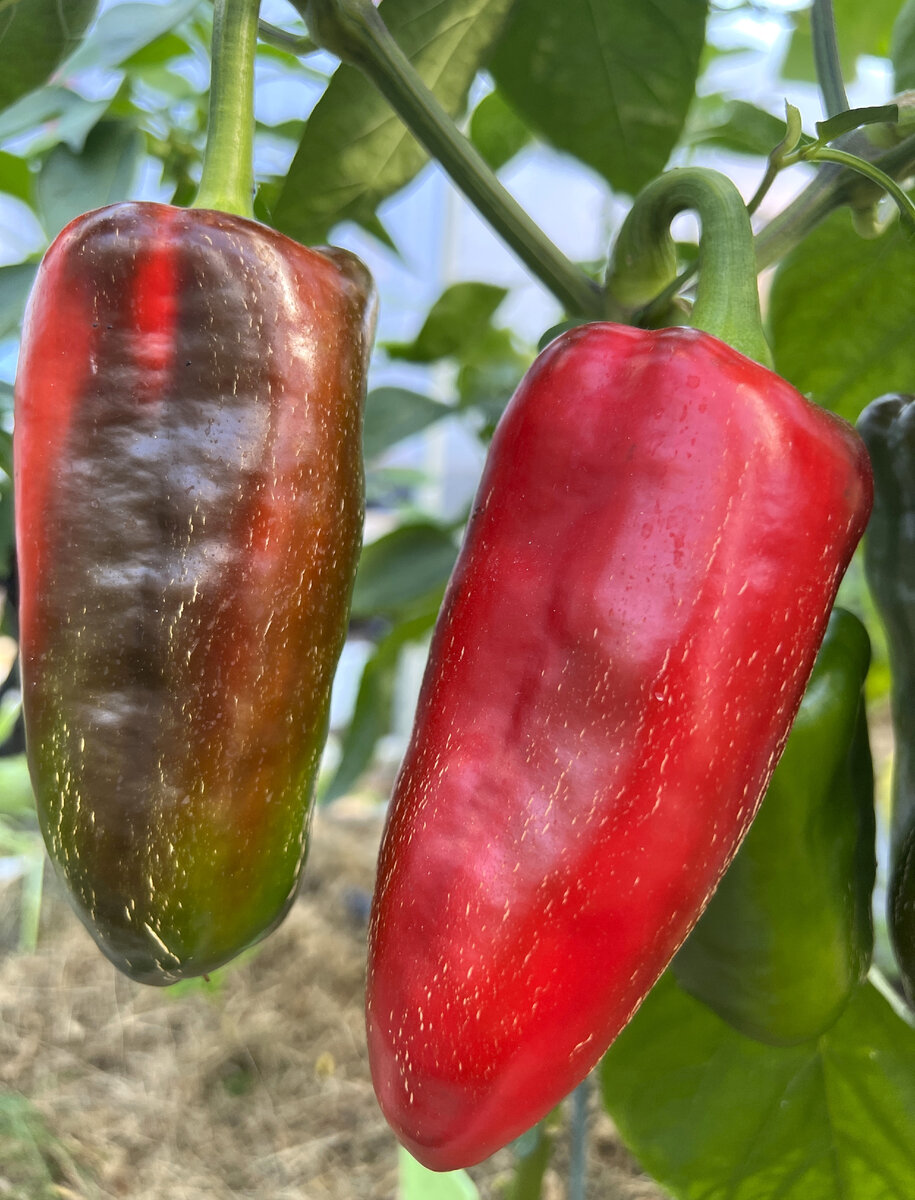 Сладкие перцы сербской селекции: 6 самых вкусных сортов для вашего сада [Сад и Огород sadogorod]