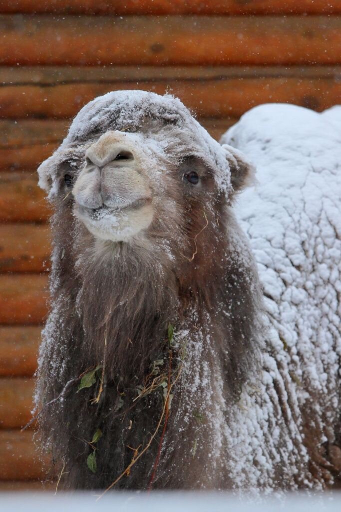     Фатима Источник: vk.com/spbzoopark Автор фото: Пресс-служба Ленинградского зоопарка