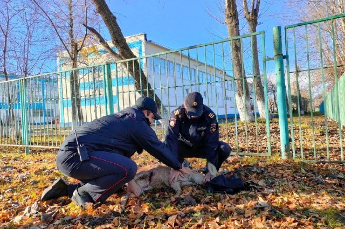    Животное было ранено.