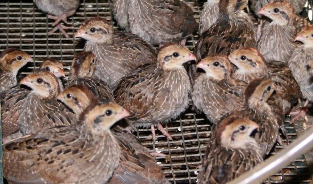 Разведение перепелов: правила ухода и условия содержания
