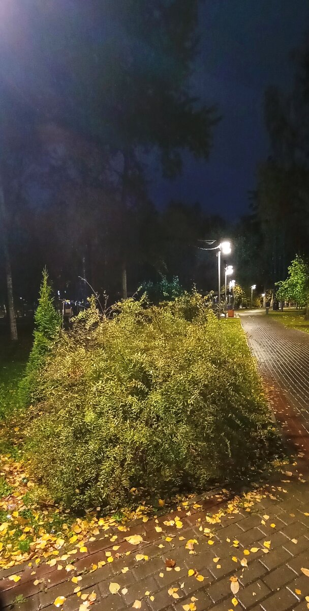 В мокром парке мокрый куст. Фото автора.