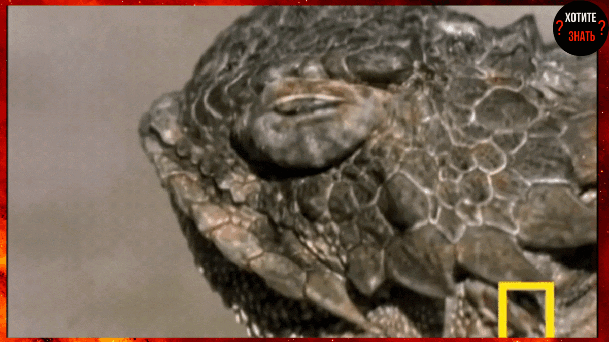 Койот получил достойный отпор