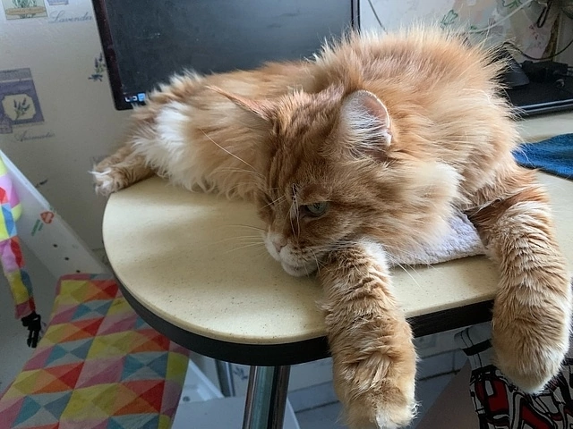 На фото - наша выпускница кошка Варежка, которая уехала из приюта домой 11 июня 2019 года. Варежка живет также с нашими выпускниками - котом Фадеем и Борисом, которые уехали из приюта домой 25 июня 2017 года. Вот такая славная компания. 🥰