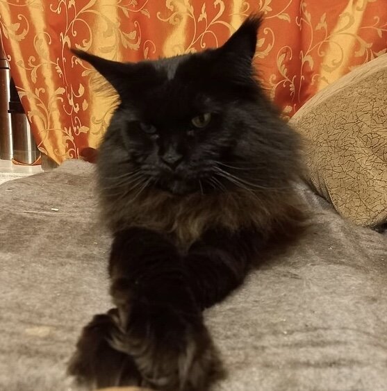 На фото - наша выпускница кошечка Бусяндра (теперь Бусинка), которая уехала из приюта домой 7 июля 2019 года. Дома у кошечки подпольная кличка «Чёрная молния».😹