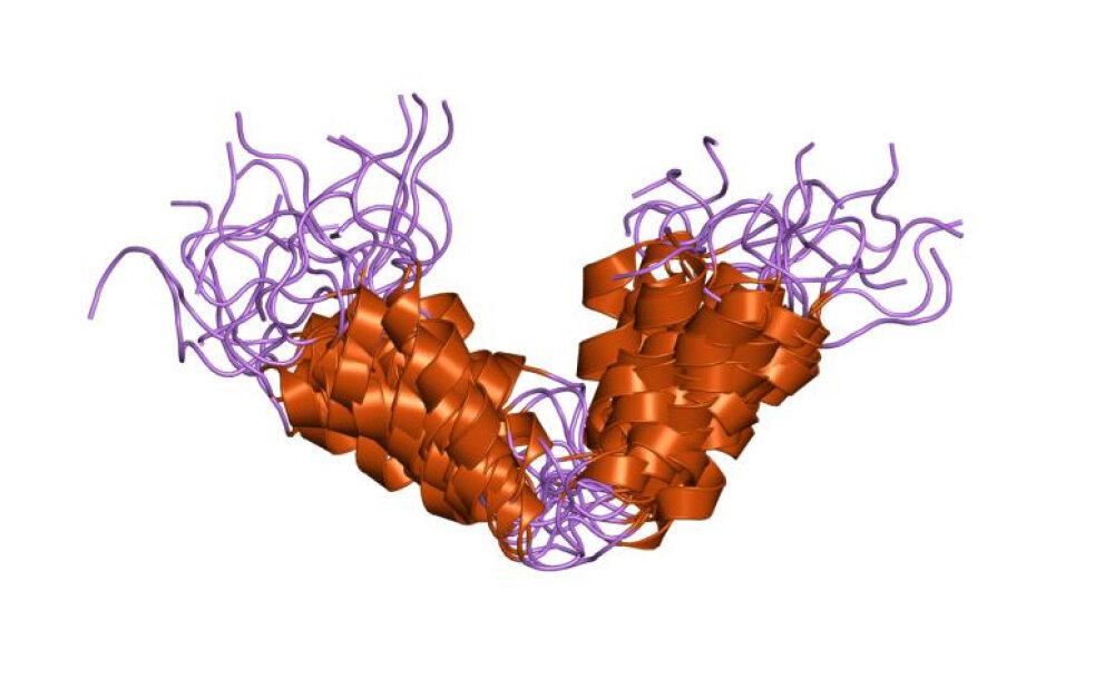 Повышенная выработка белка p16 приводит к гибели клетокИзображение: © Public Domain