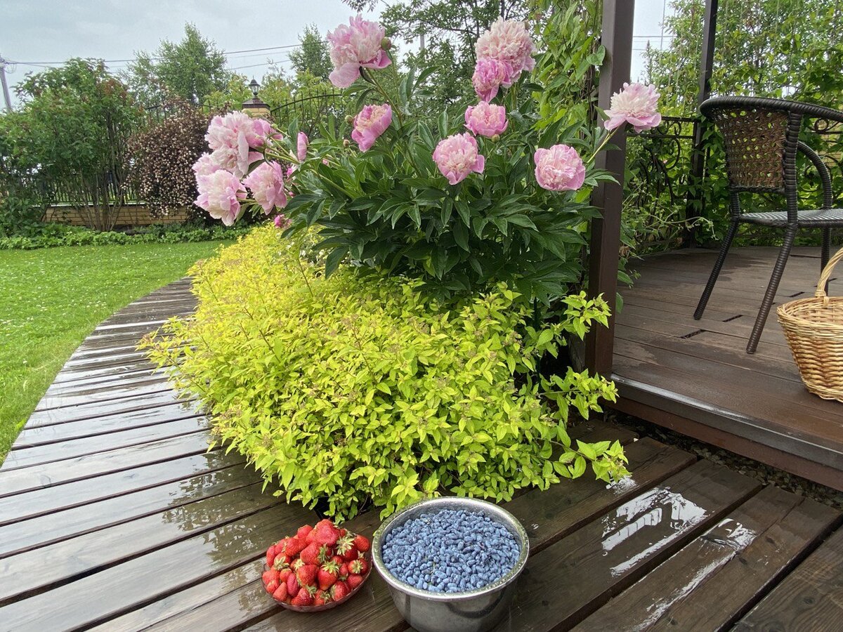 Жимолость прекрасно переносит возвратные заморозки и удается практически в любой сезон