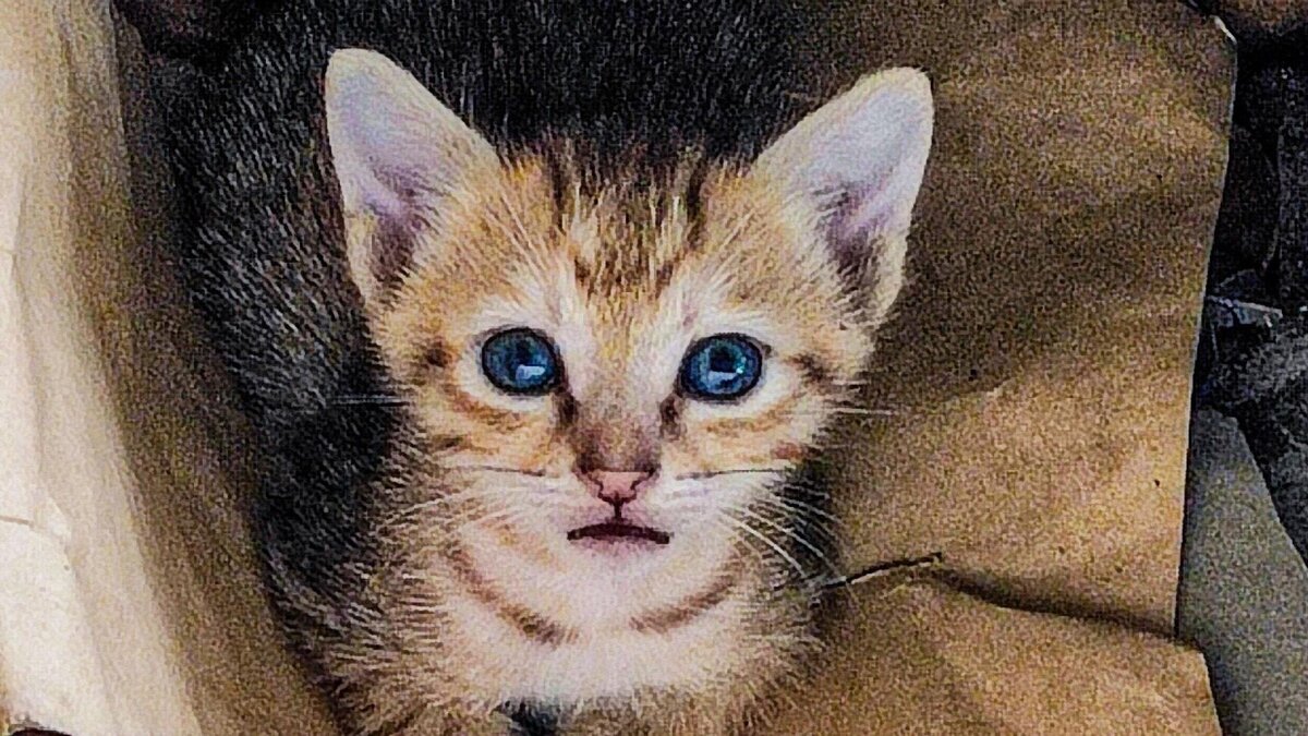    Зоопсихолог рассказал, как можно помочь бездомным животным© Unsplash / Rishabh P S