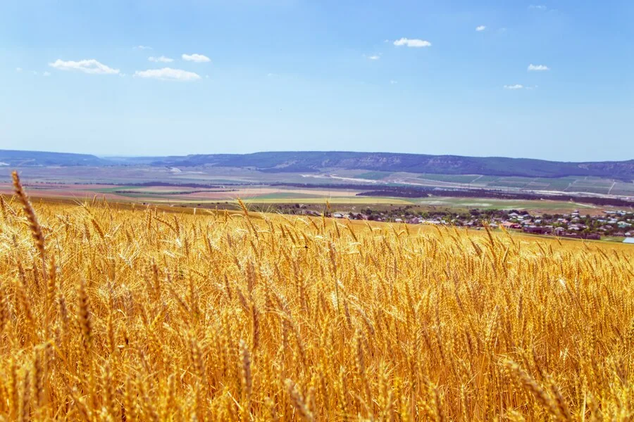 Село пшеничное. Поля пшеницы Крыма. Большие поля пшеницы в Крыму. Пшеничное Крым. В Крыму есть поля с пшеницей.