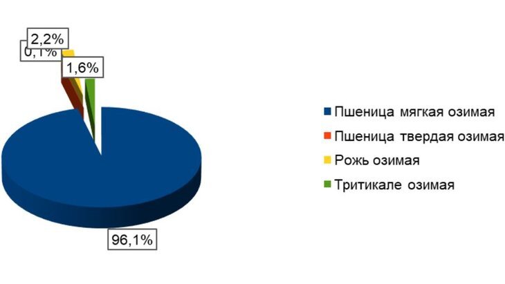     60 сортов мягкой озимой пшеницы посеяли в Ульяновской области под урожай следующего года
