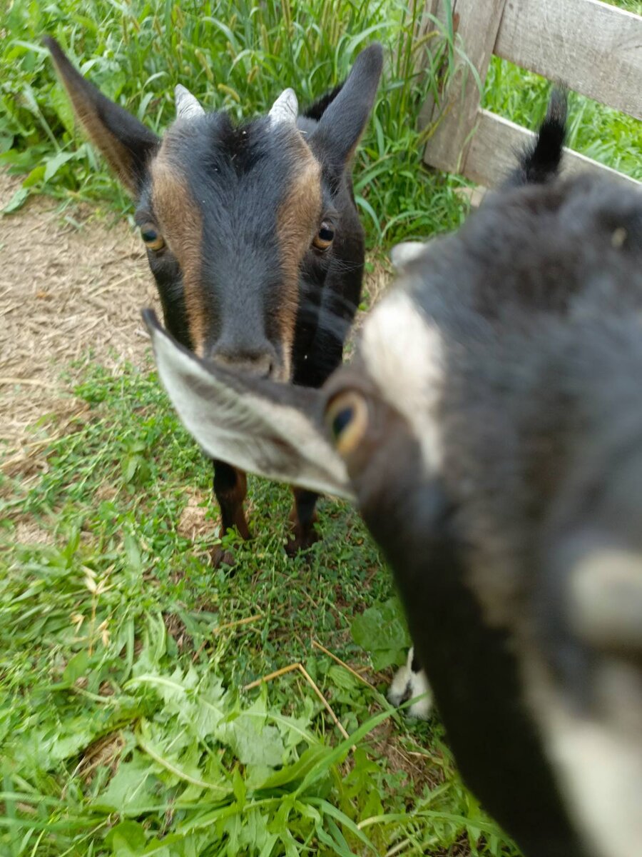 Каштанка и  Ириска