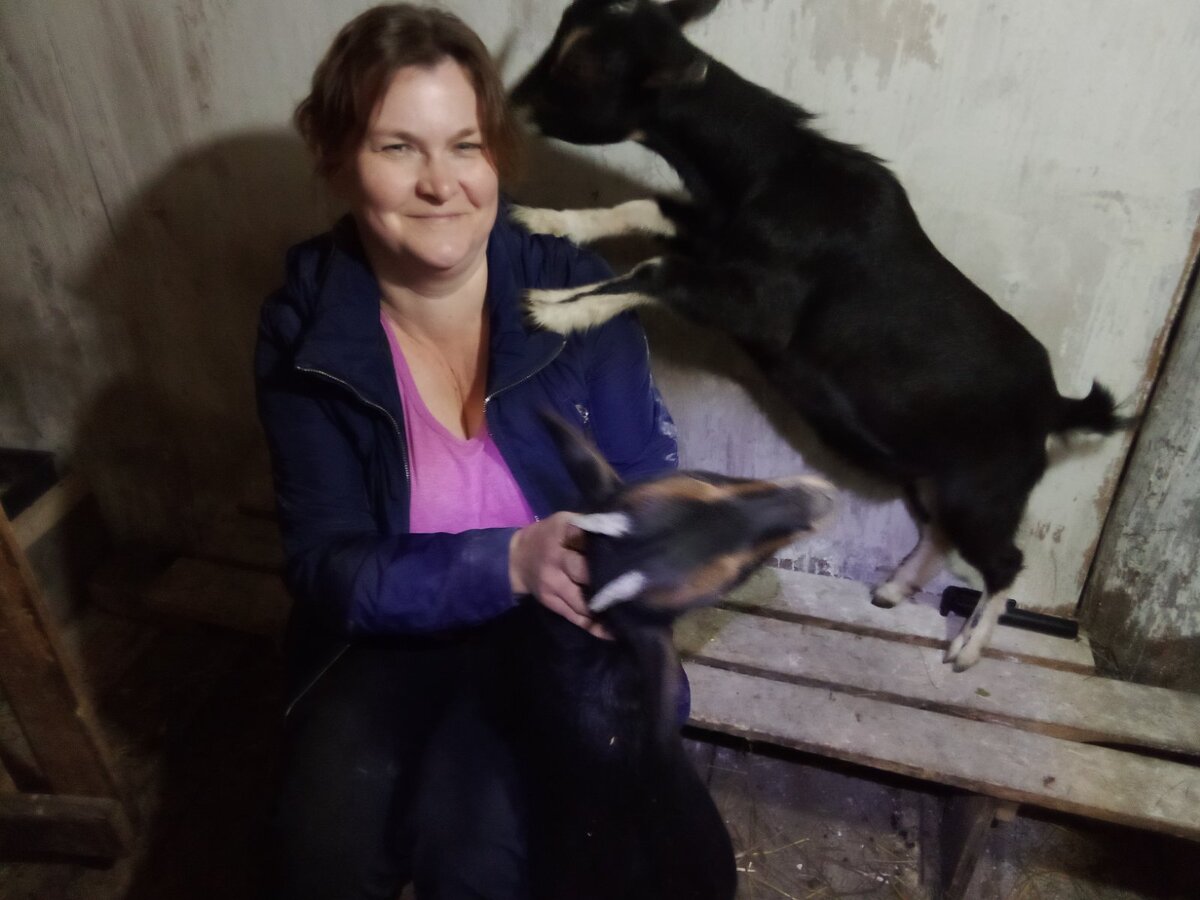 Отзыв о карликовой камерунской породе козы: узнайте все о плюсах и минусах