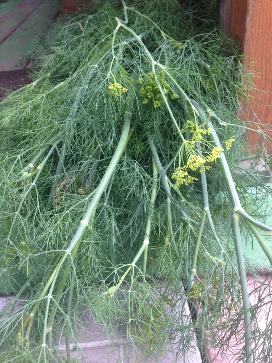 Надерганный в огороде укроп. Фото: фото личного архива (с).