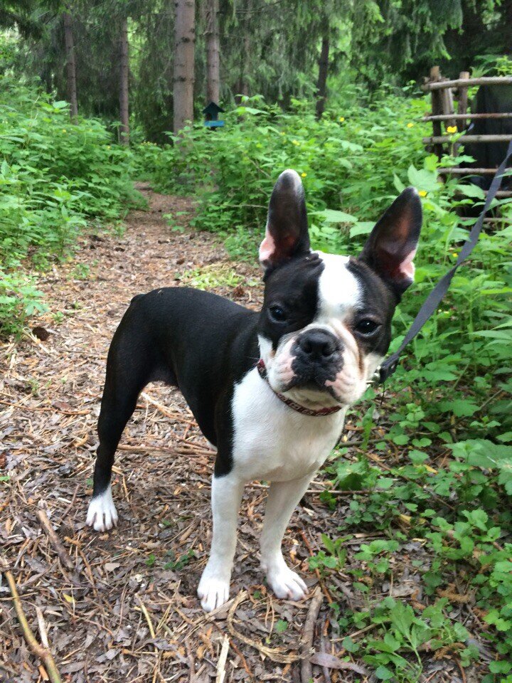 Алмадинакс Жандормерия (рожд. 20.01.2017) В быту Жанни. Сейчас уже совсем взрослая дамочка) На фото ей 1.5 года.