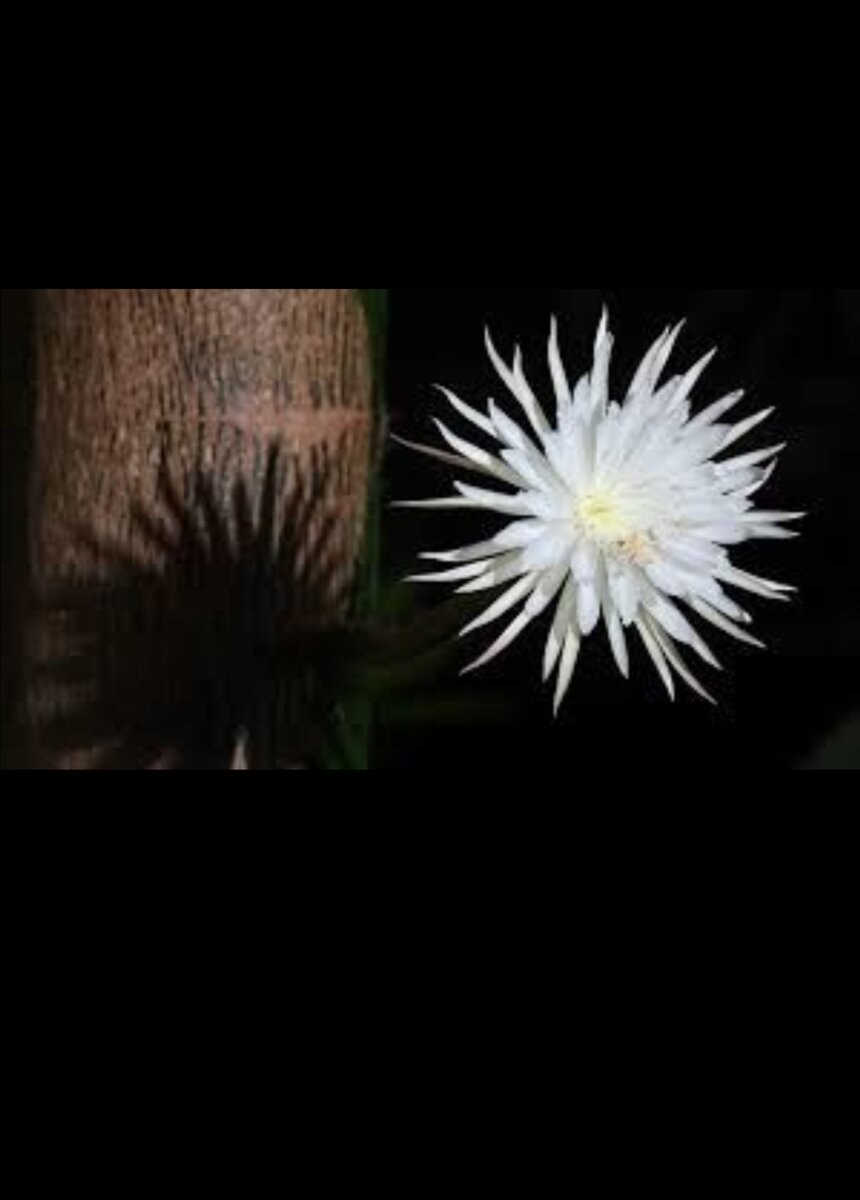 Царица ночи (Selenicereus grandiflorus) - вид кактусов из рода Selenicereus. Его название происходит от имени Селены, греческой богини Луны. Существует несколько видов этого кактуса, и почти все они цветут только одну ночь, иногда две ночи подряд, в течение года. Соцветие высотой до 30 см, белое, с завораживающе сладким и насыщенным запахом. 