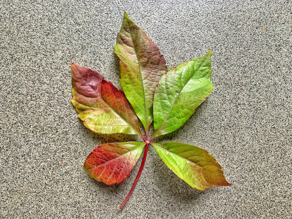 Лист декоративного винограда