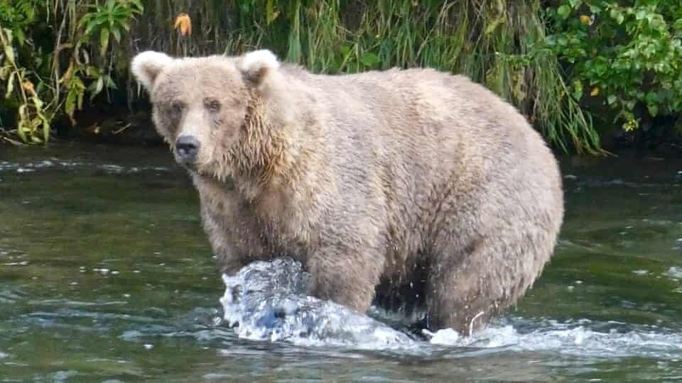 Фото: национальный парк Katmai, Аляска