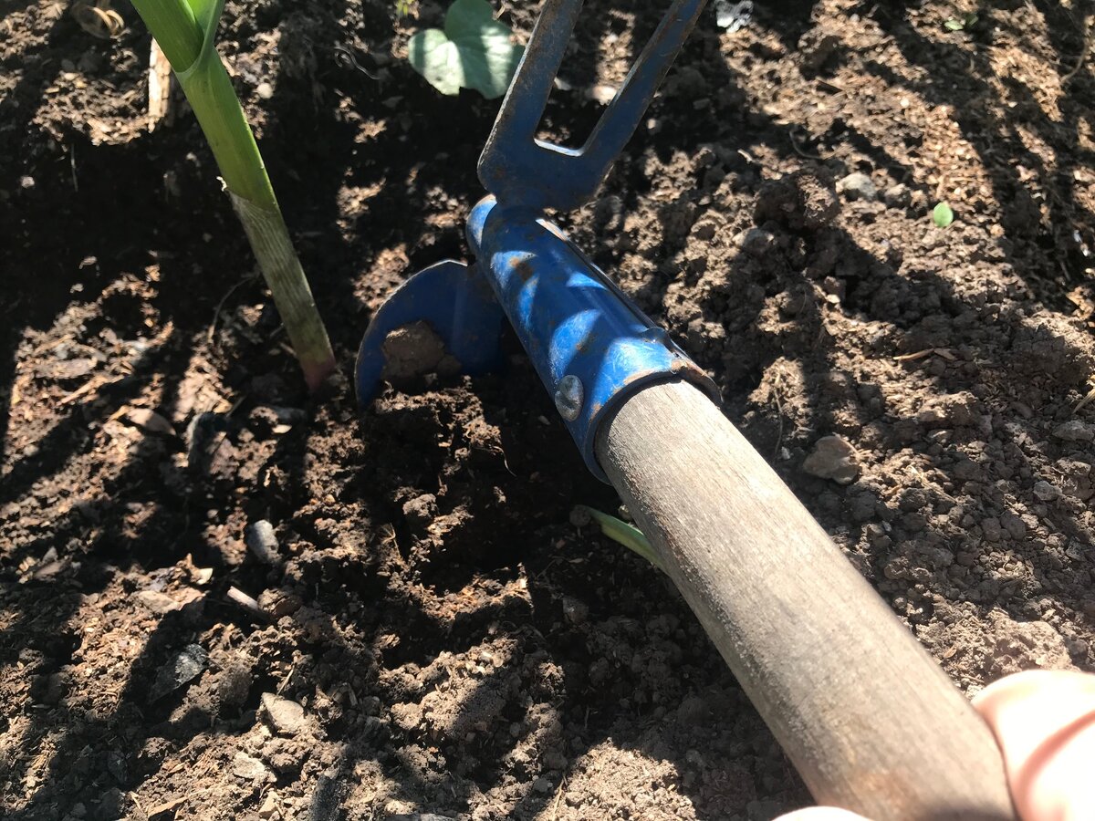 Внесла осенью популярное удобрение и испортила почву - всего 1 ошибка ...