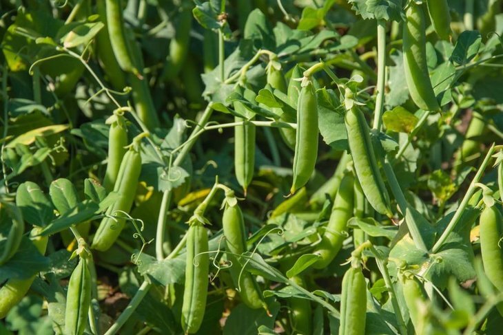    У зеленого горошка из Кабардино-Балкарии отличный вкус в консервах уникальной рецептуры