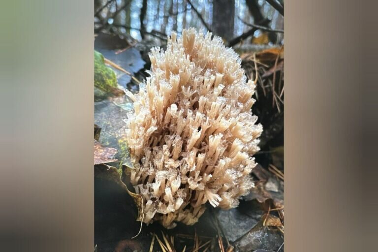    Как не нарваться на штраф, собирая грибы в Бузулукском бору Андрей Севостьянов