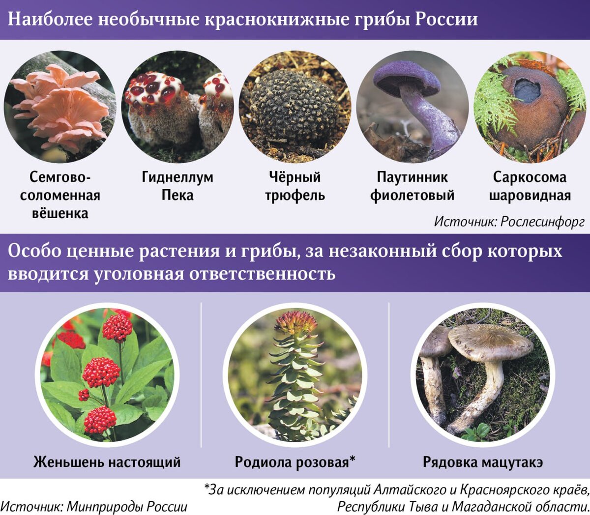    Как не нарваться на штраф, собирая грибы в Бузулукском бору Андрей Севостьянов