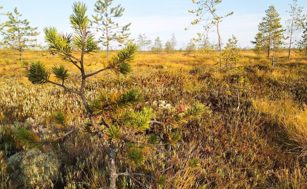 Фото Министерства природных ресурсов и ЛПК Архангельской области