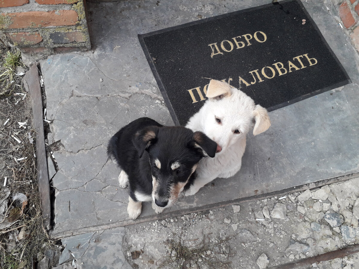 Это - мои подобрыши. А сколько тех, кому не повезло?