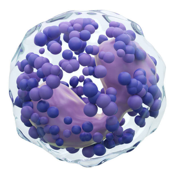 Лимфоциты: почему уровень может быть понижен и что это означает