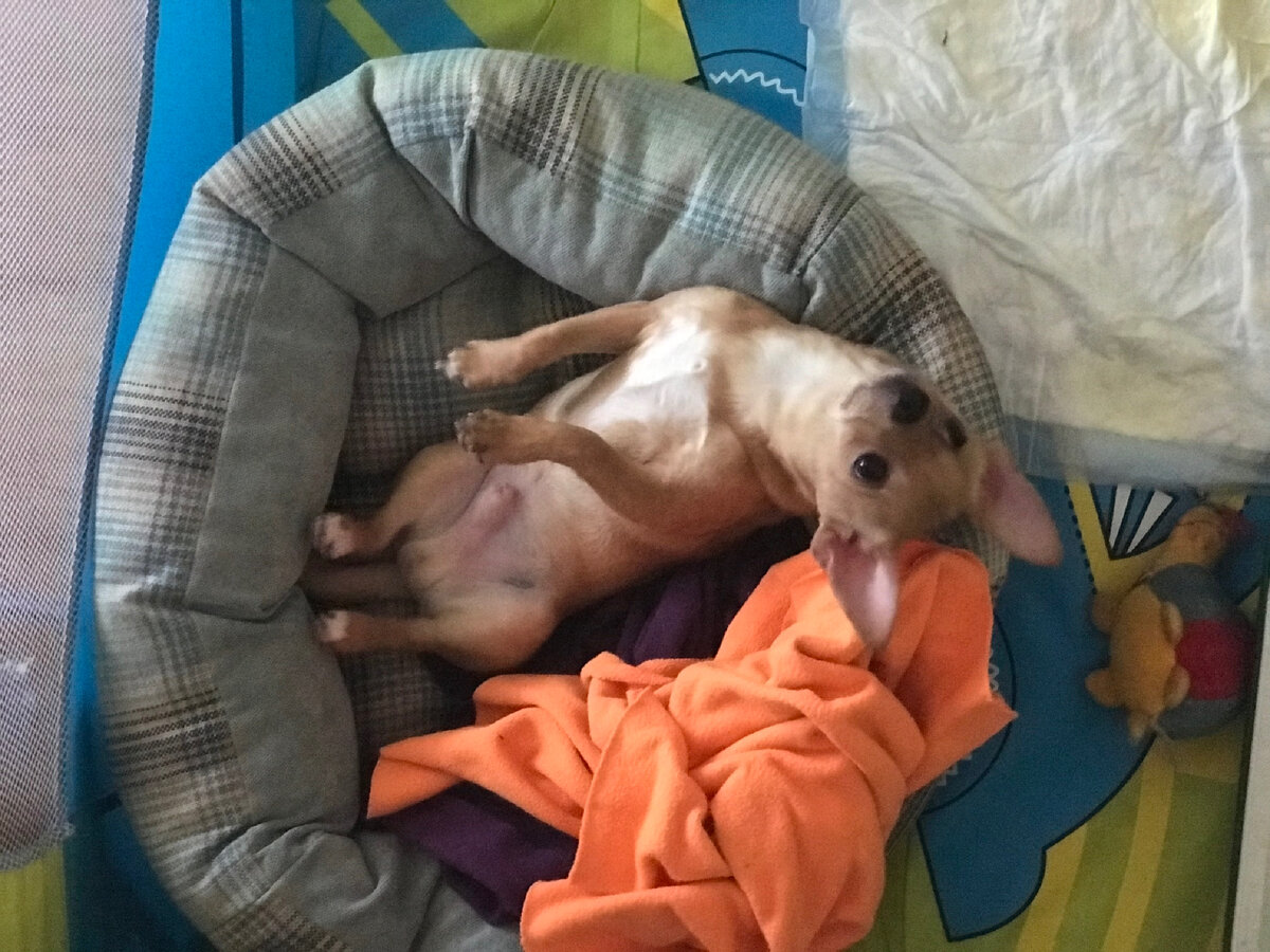 На фото видно, что лежак стоит в детском манеже