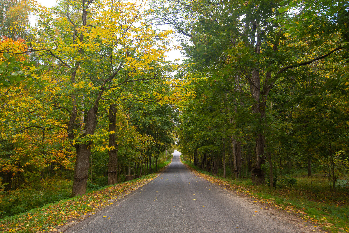 Дорога в музей-усадьбу Д.И. Менделеева Боблово. Городской округ Клин, Московская область. Фото автора статьи (листайте галерею, ещё 3 фото)