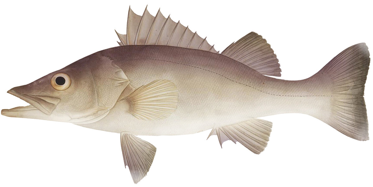 Niphon spinosus