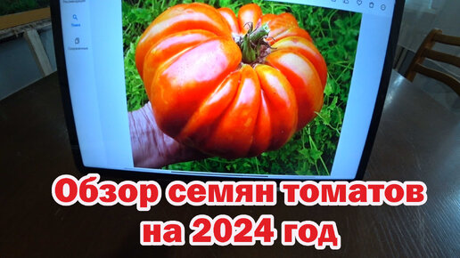 Коллекционные семена томатов на 2024 год. Обзор 2