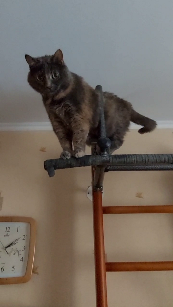 Муся скалолазка