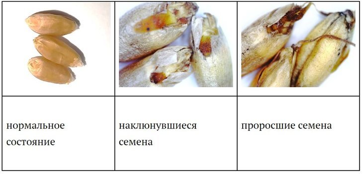     На сколько дешевле приходиться продавать проросшую пшеницу

