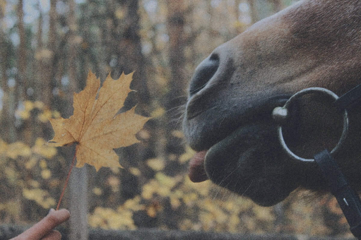 Новый питомец - лошадь. С чего стоит начать? | Животные другими глазами |  Дзен