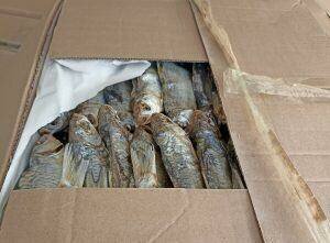    В Оренбуржье пытались незаконно провезти более 28 тонн рыбы из Казахстана Кристина Просвиркина