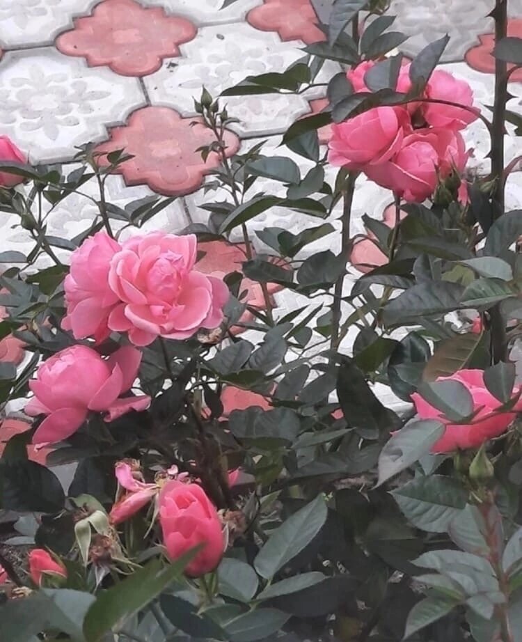 Астрид Лингрен,ее мало кто знает ..но она настоящая золушка как Розарио или Боника ,просто немного компактнее 