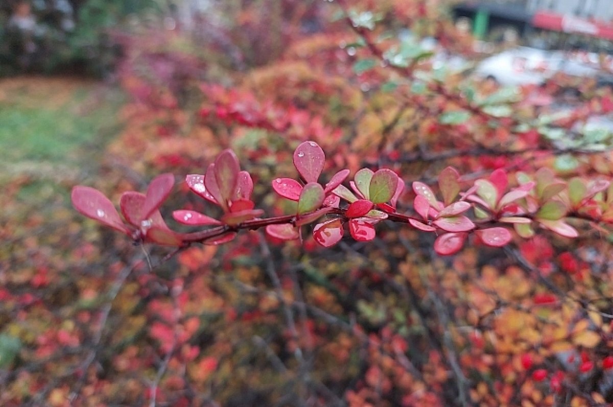    В Туле 20 октября прогнозируют небольшой дождь и до +5