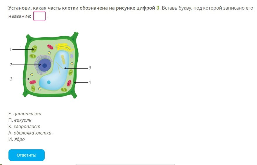 Строение клеток вариант 2. Строение клеток вариант 2