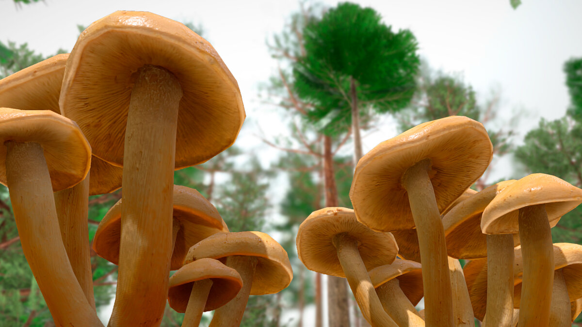 Таможенное оформление грибов