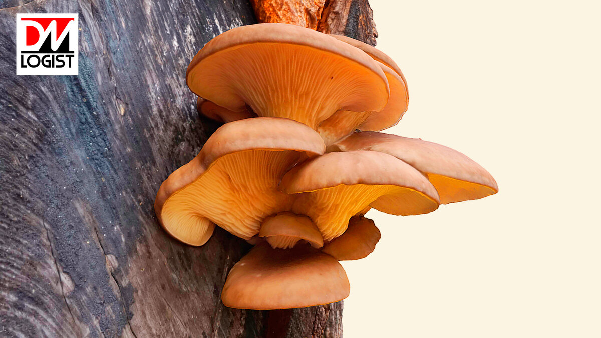 Таможенное оформление грибов