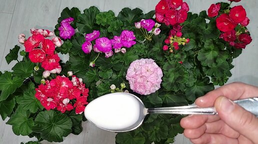 Натуральные удобрения для домашних цветов, чтобы начали цвести
